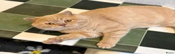 British Shorthair cats for stud: CREAM BSH STUD AVAILABLE CHOCOLATE CARRIER - Advert 3