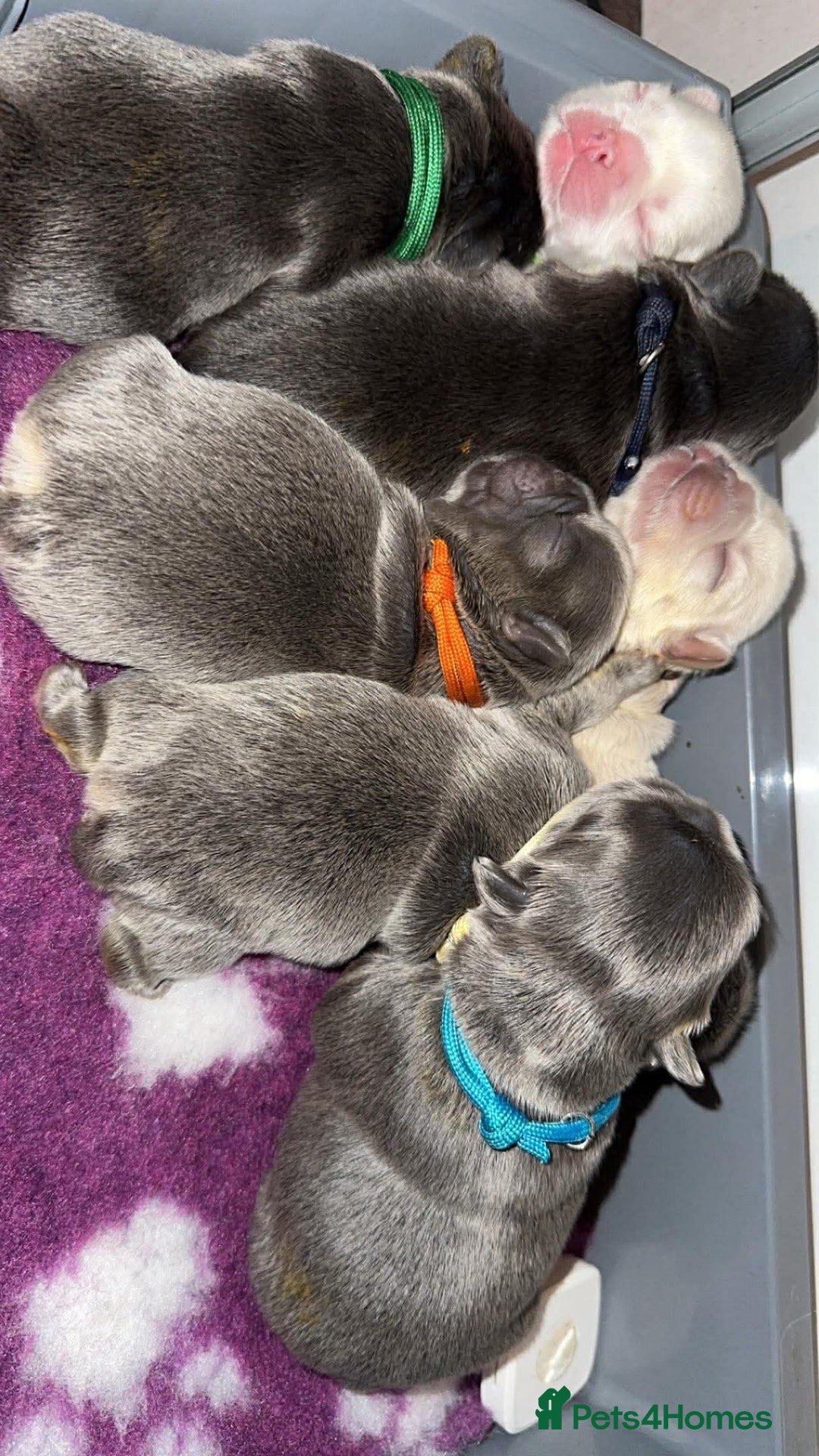 French Bulldog dogs for sale: Top quality fluffy Frenchbulldogs - Advert 4