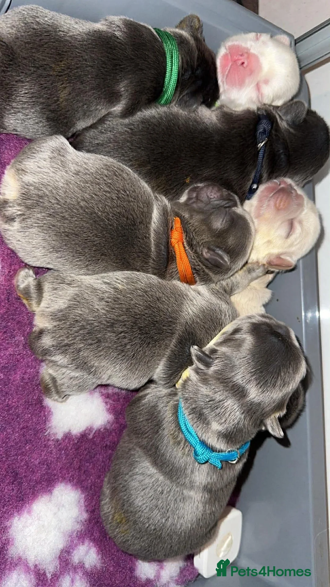 French Bulldog dogs for sale: Top quality fluffy Frenchbulldogs - Advert 4