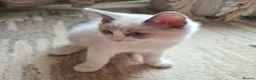 Ragdoll cats for sale: Gorgeous pure bread ragdoll kittens - Advert 4