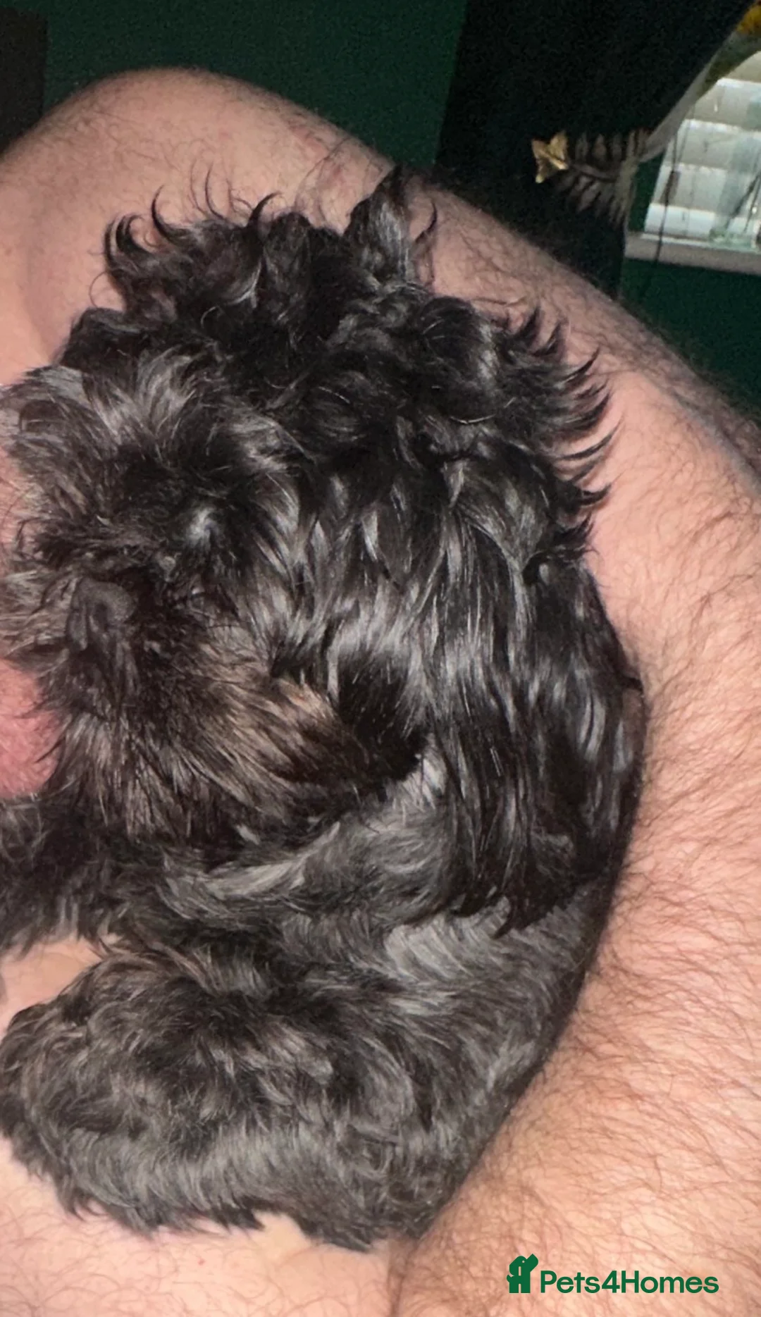 Shih Tzu dogs for sale: Beautiful little girl 14 month old Shih Tzu - Advert 3