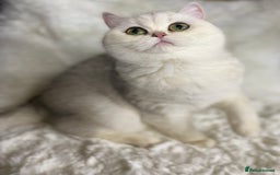British Shorthair cats for sale: Ready CH Bloodlines BSH TICA registered kittens in Feltham - Image 32