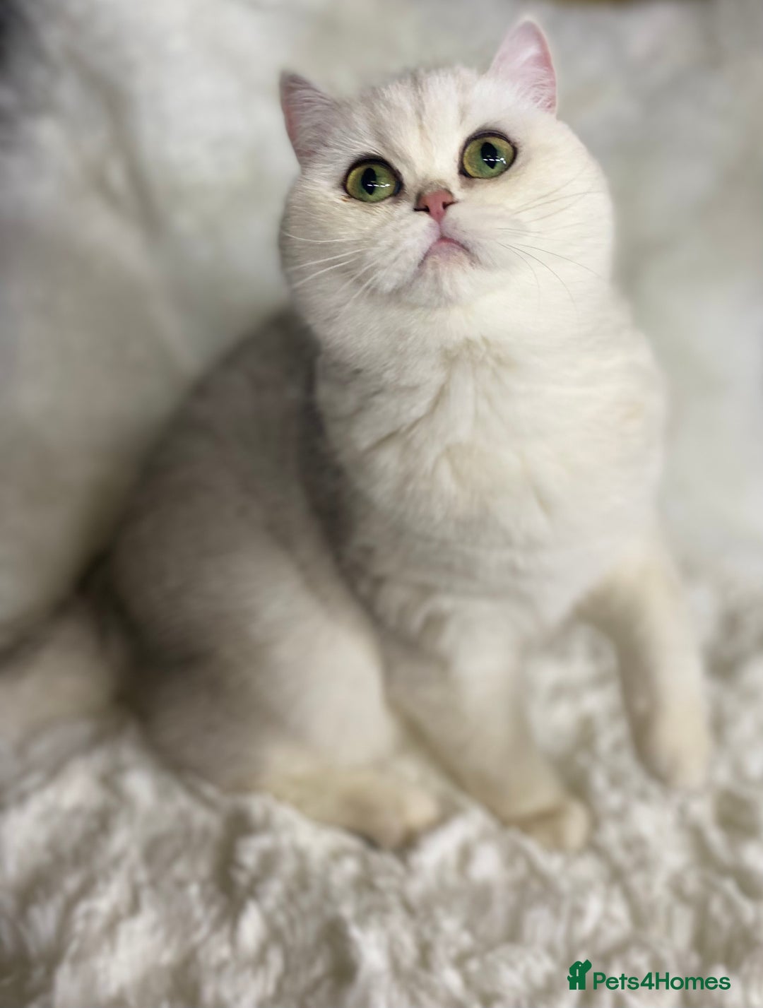 British Shorthair cats for sale: Ready CH Bloodlines BSH TICA registered kittens in Feltham - Image 32