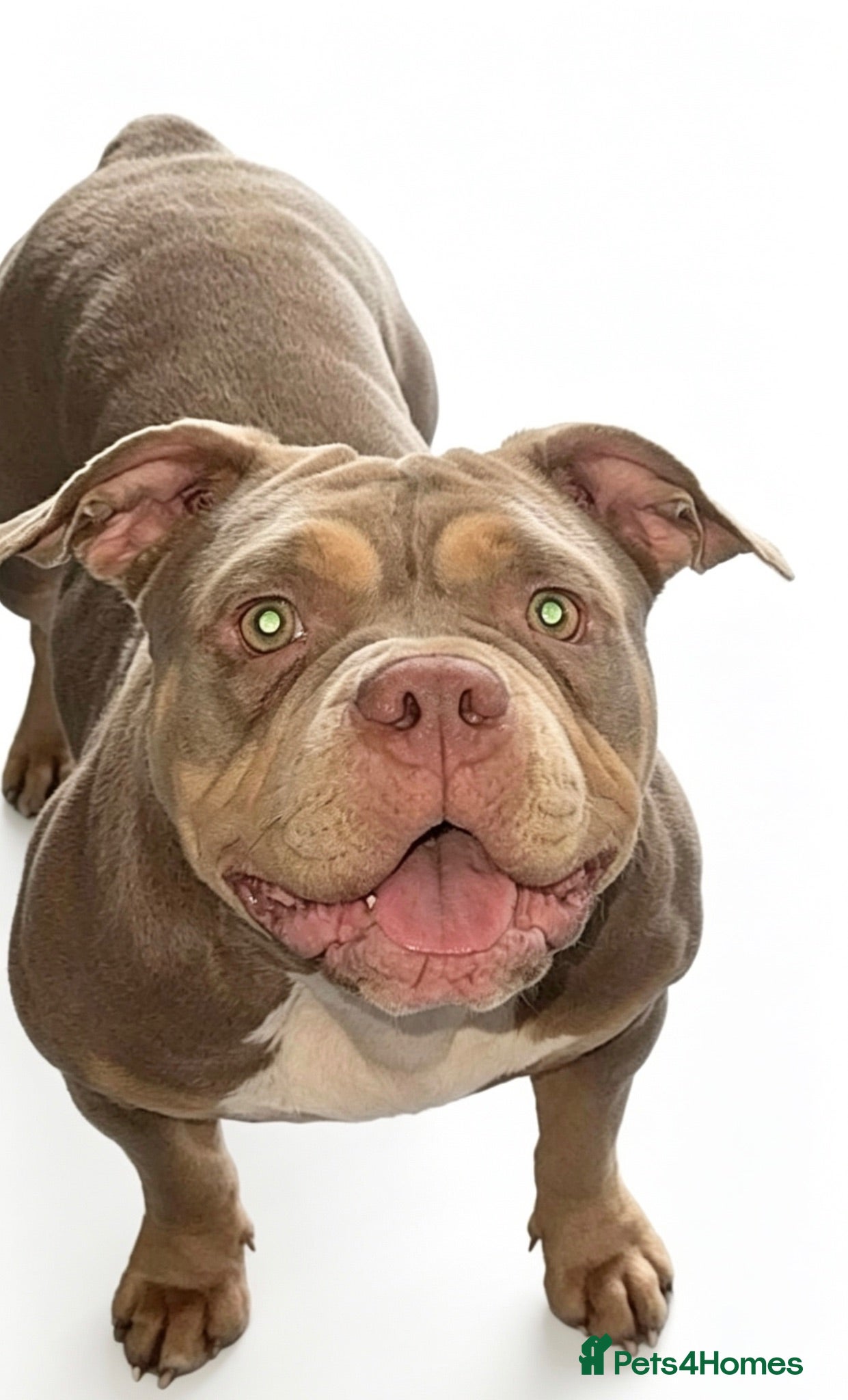 American Bully dogs American pocket bully puppies for sale 🐾 - Advert 1