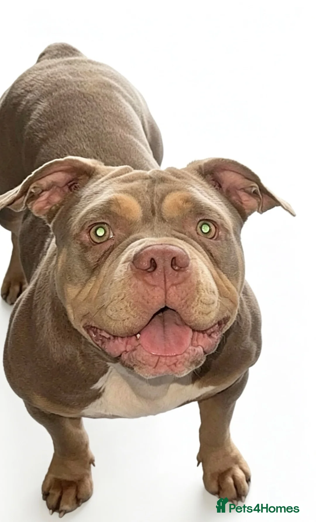 American Bully dogs for sale: American pocket bully puppies for sale 🐾 - Advert 1