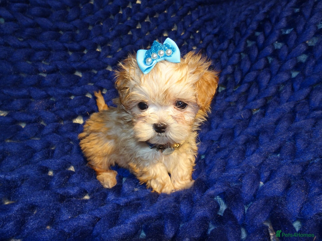 Maltipoo dogs for sale: *Micro Tiny F1 Maltese x Toy Poodle Maltipoo Pup* - Image 10