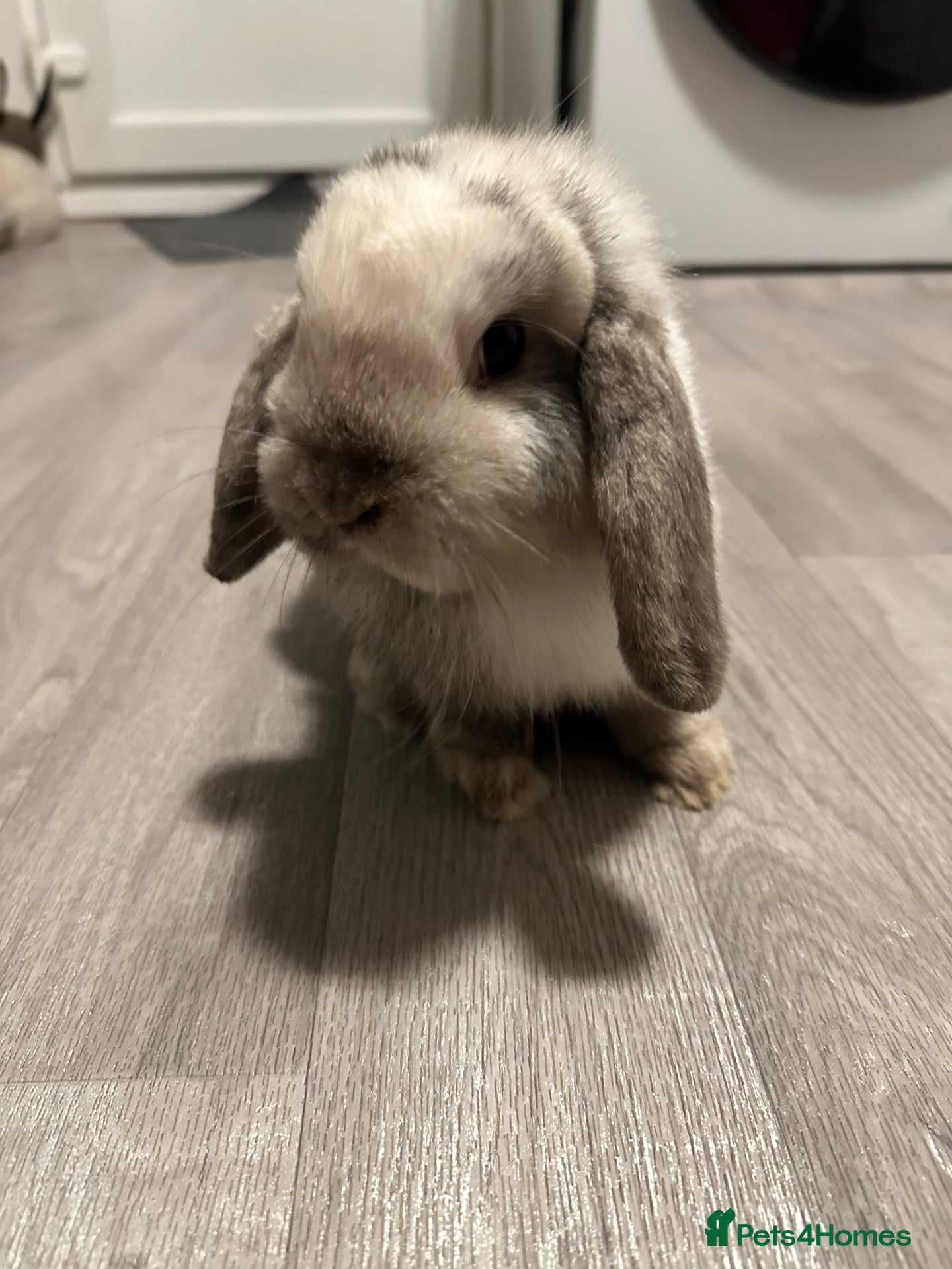 Mini Lop rabbits Mini lop bunny’s for sale update - Advert 13