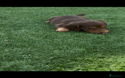 Miniature Dachshund dogs for sale: Delightful litter of KC Longhaired Mini Dachshunds - Image 15