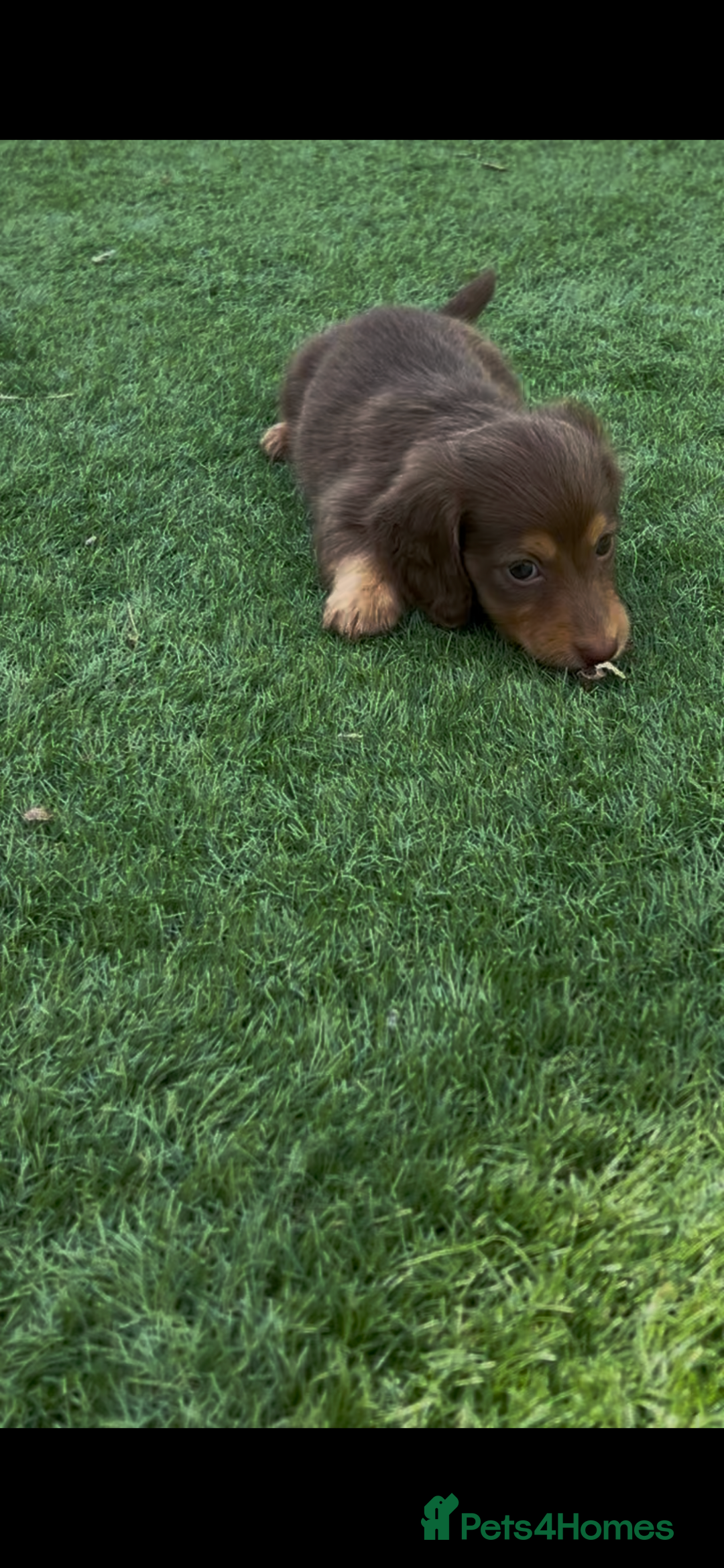 Miniature Dachshund dogs for sale: Delightful litter of KC Longhaired Mini Dachshunds - Image 15