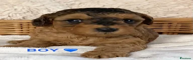 Cockapoo 1