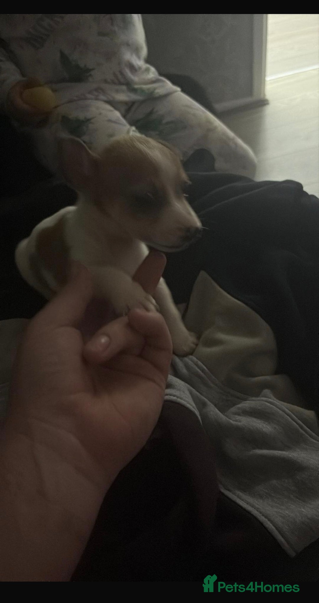 Jack Russell dogs for sale: Tyson the little jack Russel  - Advert 1