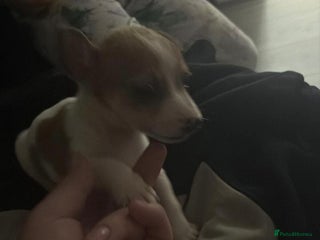 Jack Russell dogs Tyson the little jack Russel - Advert 2