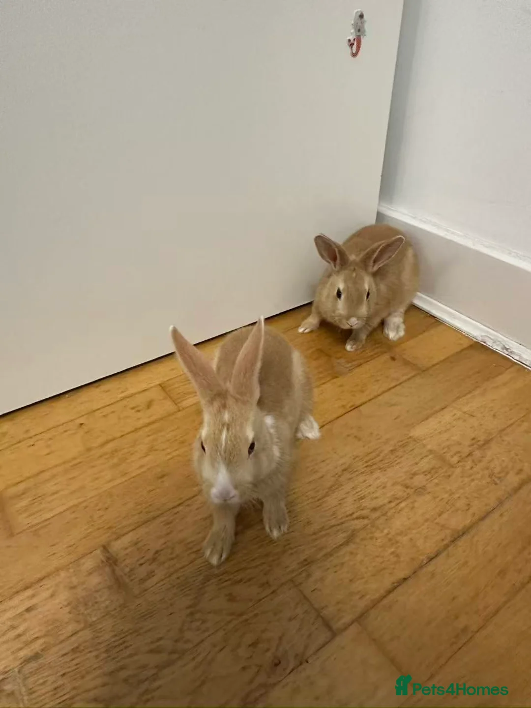 Mixed Breed rabbits for sale: Cutest rabbit brothers  - Advert 3