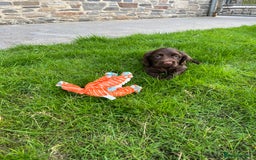 Sprocker dogs for sale: HEALTH TESTED cocker/springer spaniel puppies   - Image 11