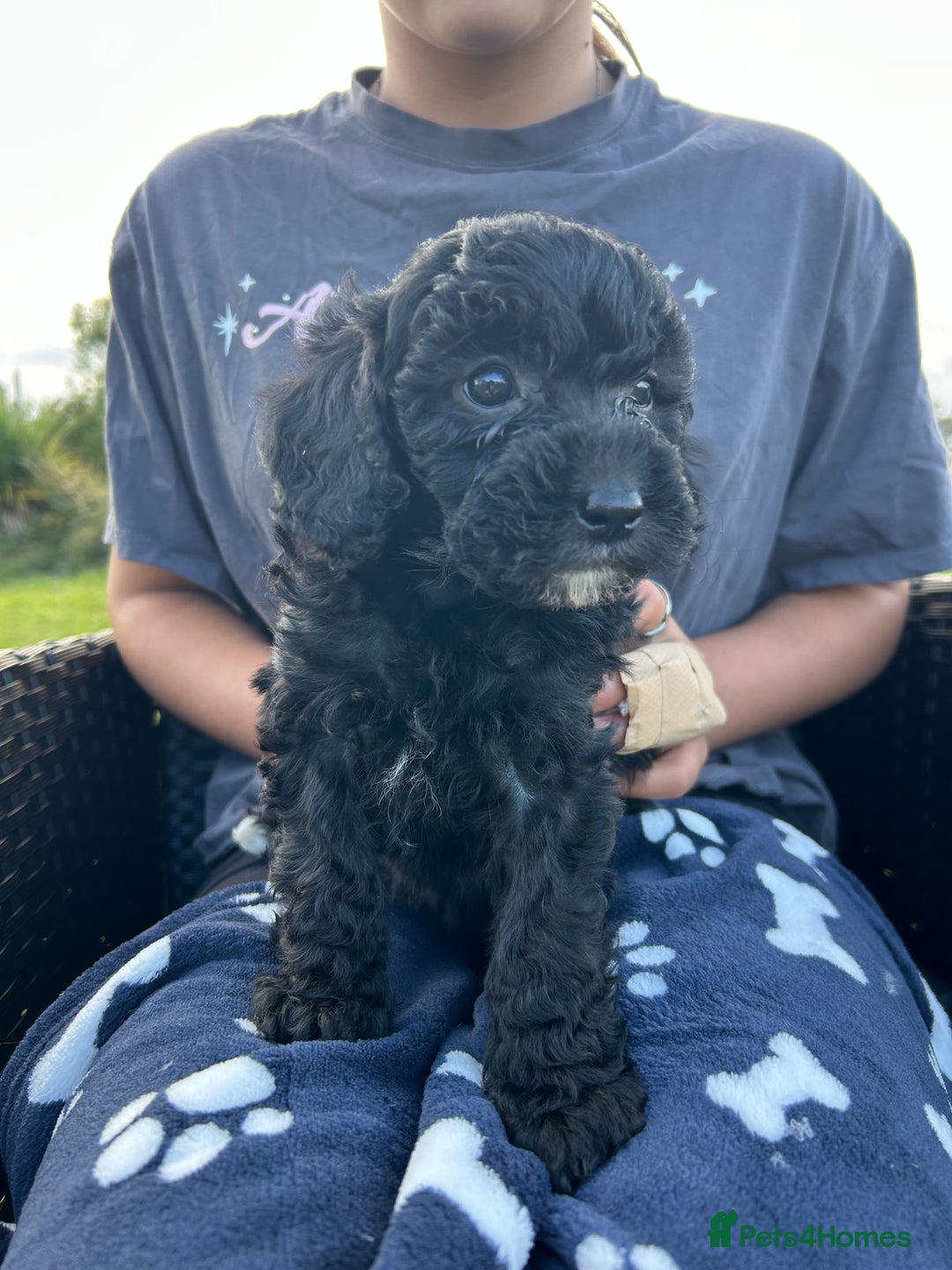 Cavapoo dogs for sale: Cavapoo puppies - Image 6