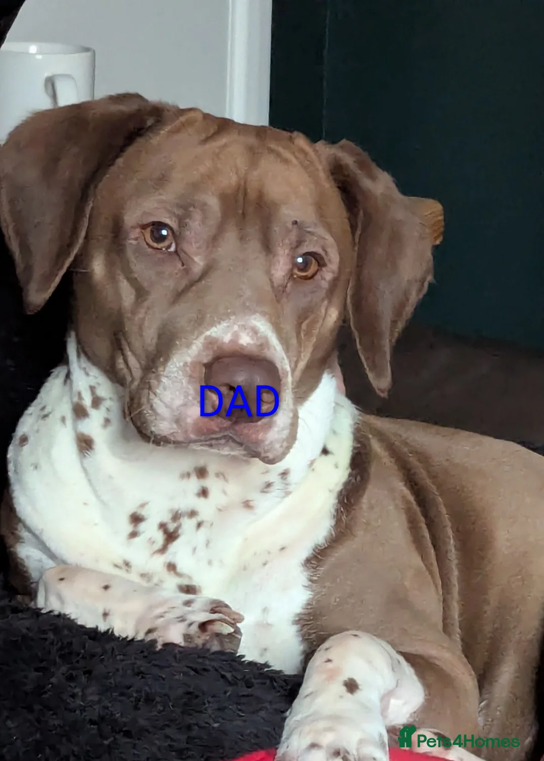 Mixed Breed dogs for sale: German shepherd cross spaniel/staff - Advert 4