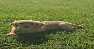 Labrador Retriever dogs - Advert 11