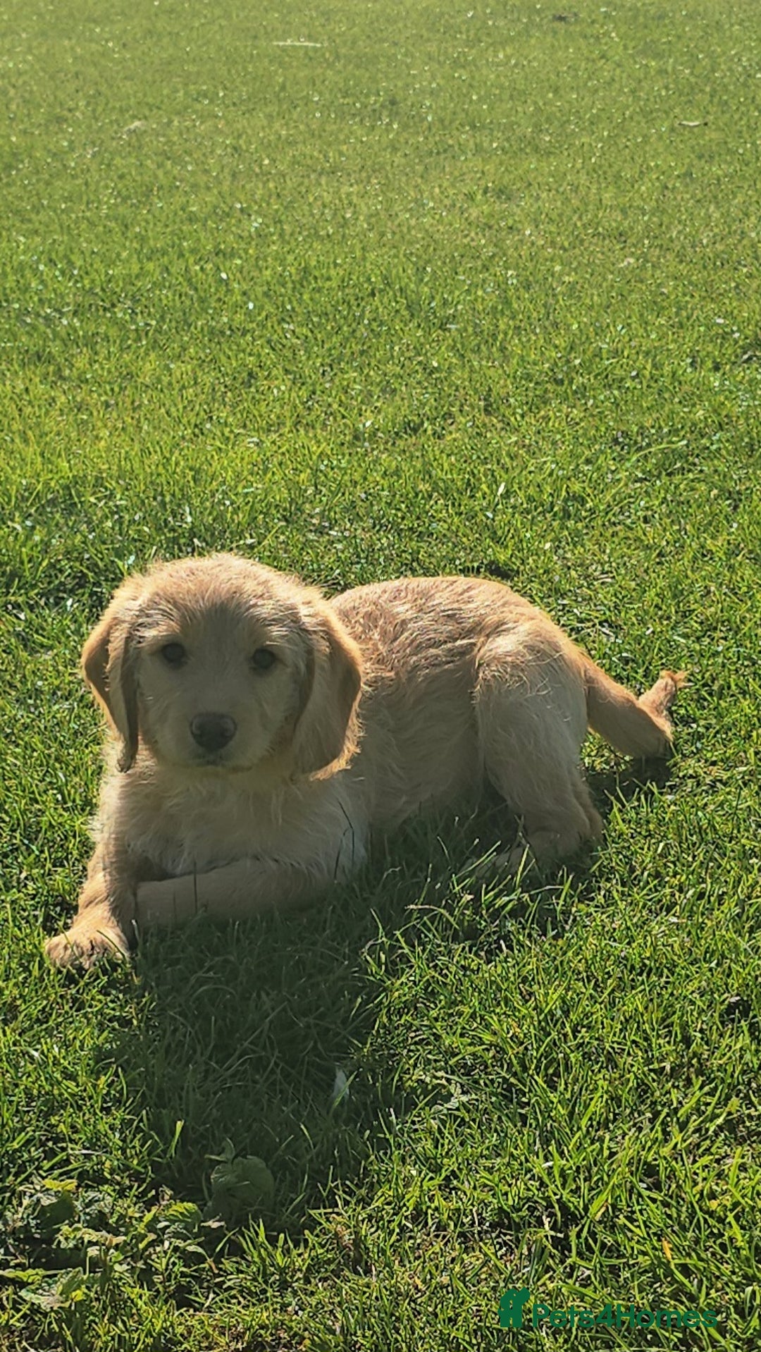 Labrador Retriever dogs for sale: *Beautiful cream labradoodle pups* - Image 3