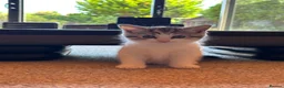 Scottish Fold cats for sale: Scottish Straight Kittens  - Advert 2