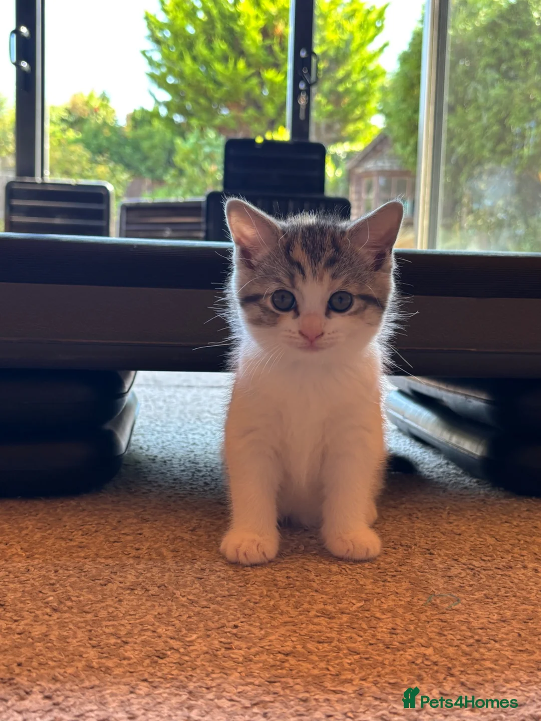 Scottish Fold cats for sale: Scottish Straight Kittens  - Advert 2