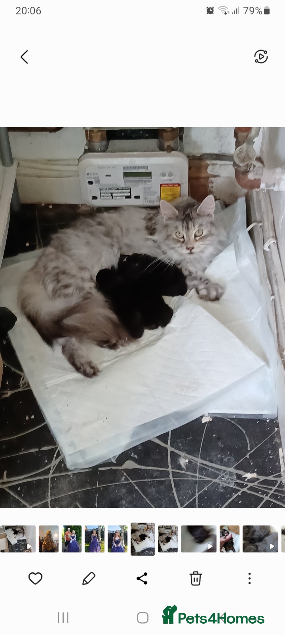 Maine Coon cats for sale: Beautiful Tabby Girl  - Image 8