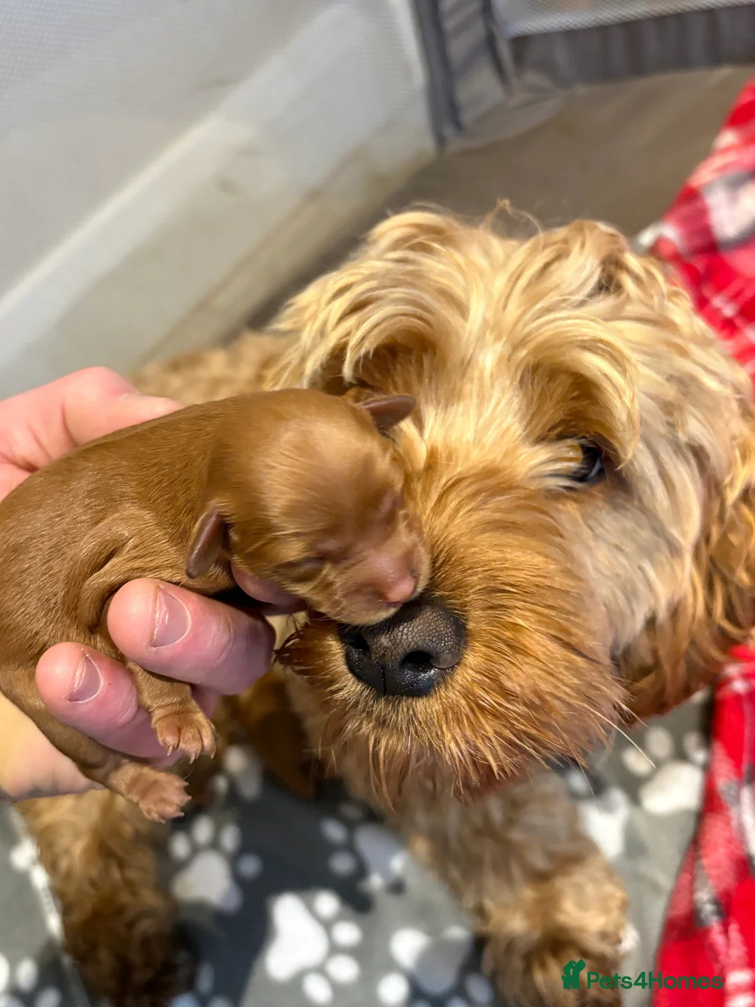 Cockapoo dogs for sale: Beautiful miniature F1B cockapoo  - Advert 14