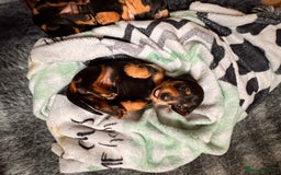 Miniature Dachshund dogs for sale: 5 gorgeous miniature dachshund puppies for sale  - Image 18
