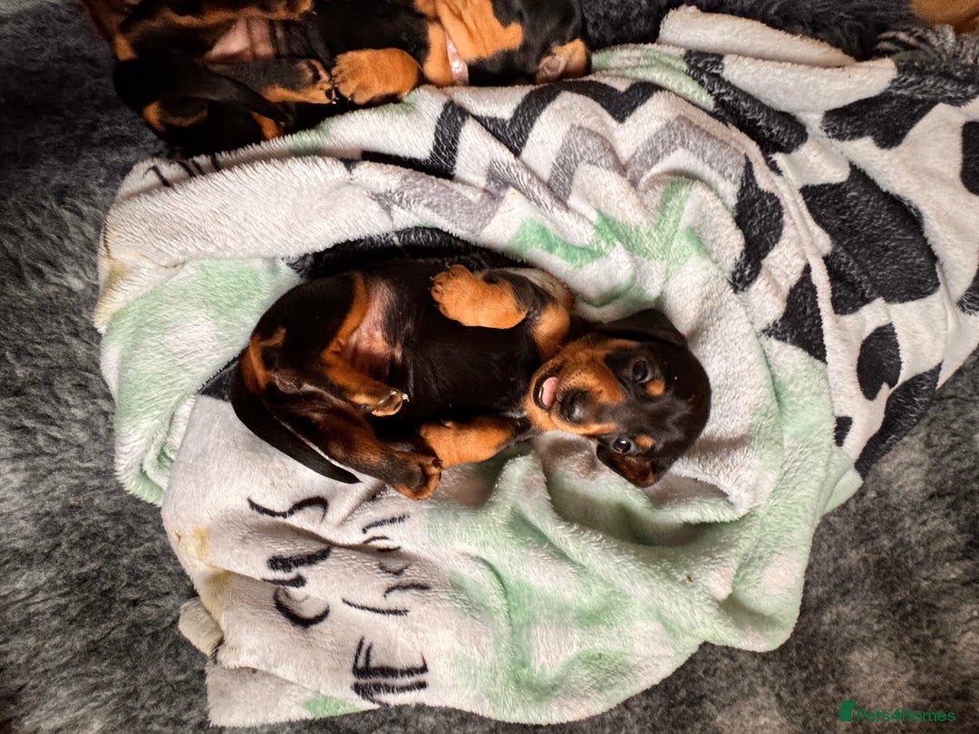 Miniature Dachshund dogs for sale: 5 gorgeous miniature dachshund puppies for sale  - Image 18
