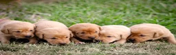 Labrador Retriever dogs for sale: Elite Litter: KC Registered Fox Red Labrador Pups - Advert 9