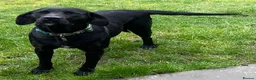 Labrador Retriever dogs for sale: Beautiful female  - Advert 3