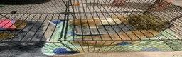 Mini Lop rabbits for sale: Miss Stacey Shaw in Ellesmere Port - Advert 5