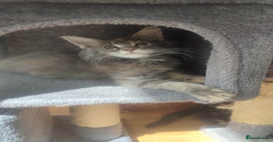 Maine Coon cats in Great Missenden - Advert 4