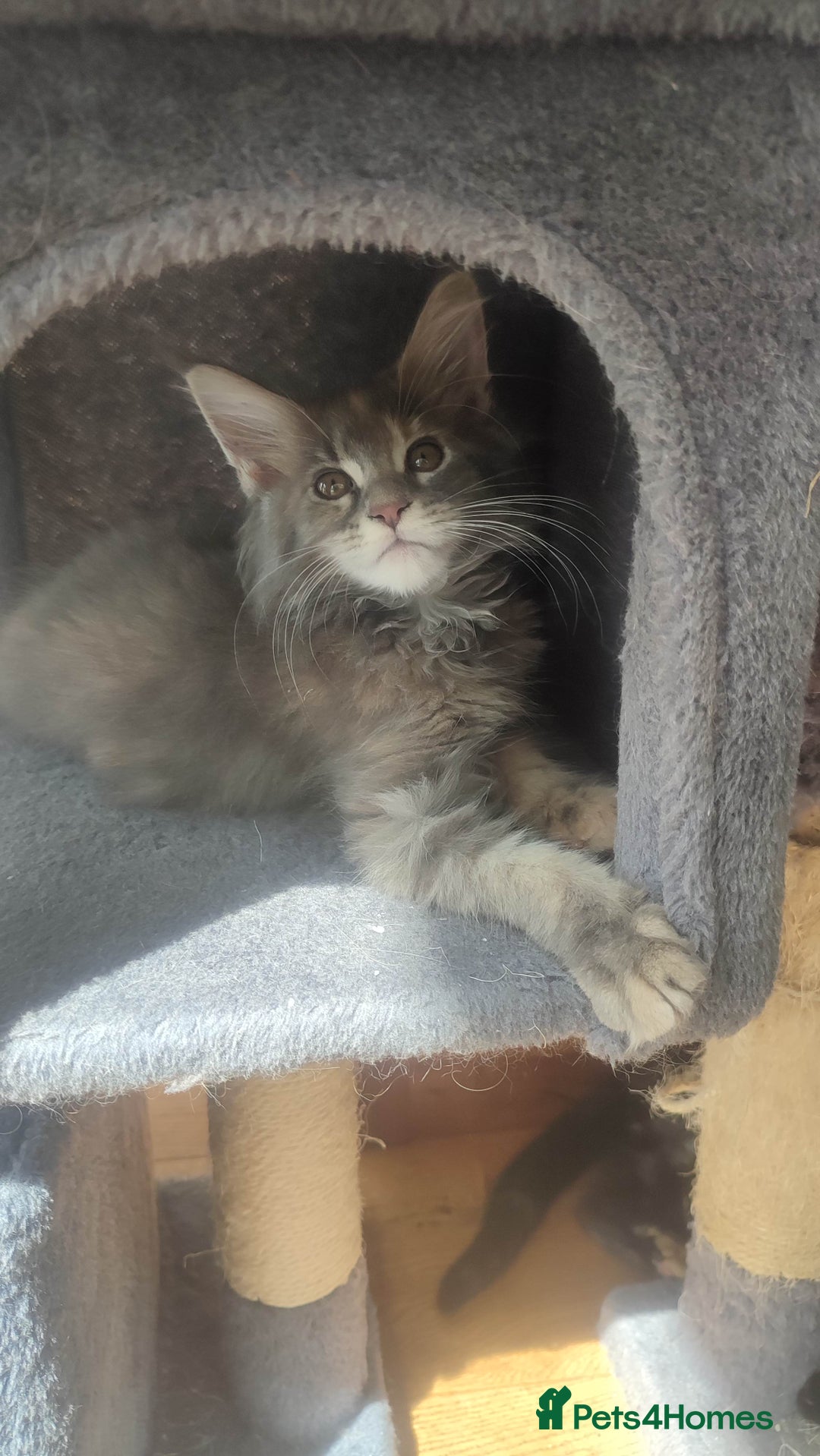 Maine Coon cats for sale: Maine Coon Kitten 3 - Fully health tested and Tica registered  - Image 13