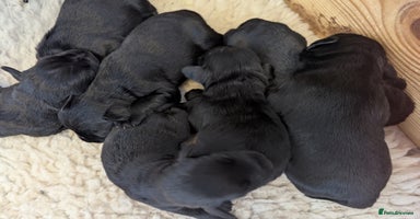 Miniature Schnauzer dogs - Advert 2