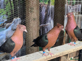 Pigeons birds Archangel pigeons for sale  - Advert 3