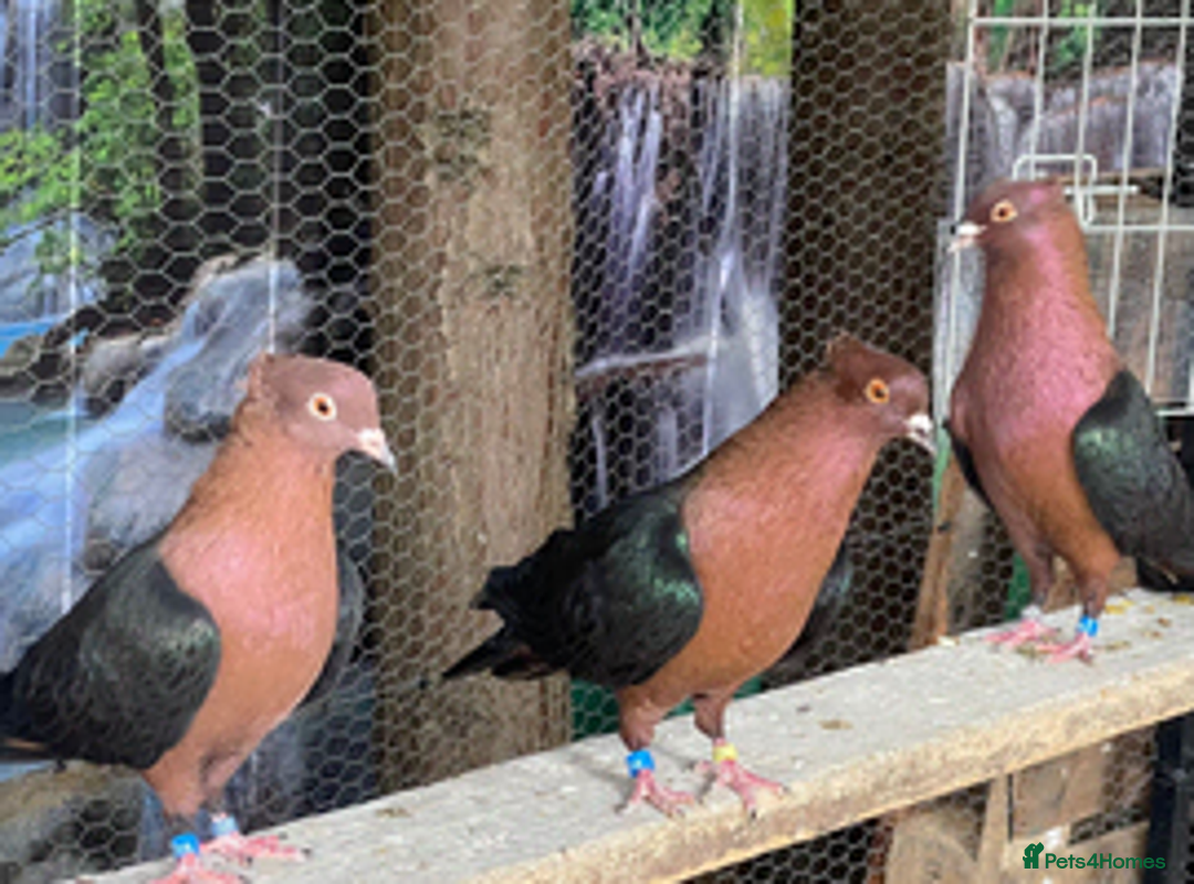 Pigeons birds for sale: Archangel pigeons for sale  - Advert 1