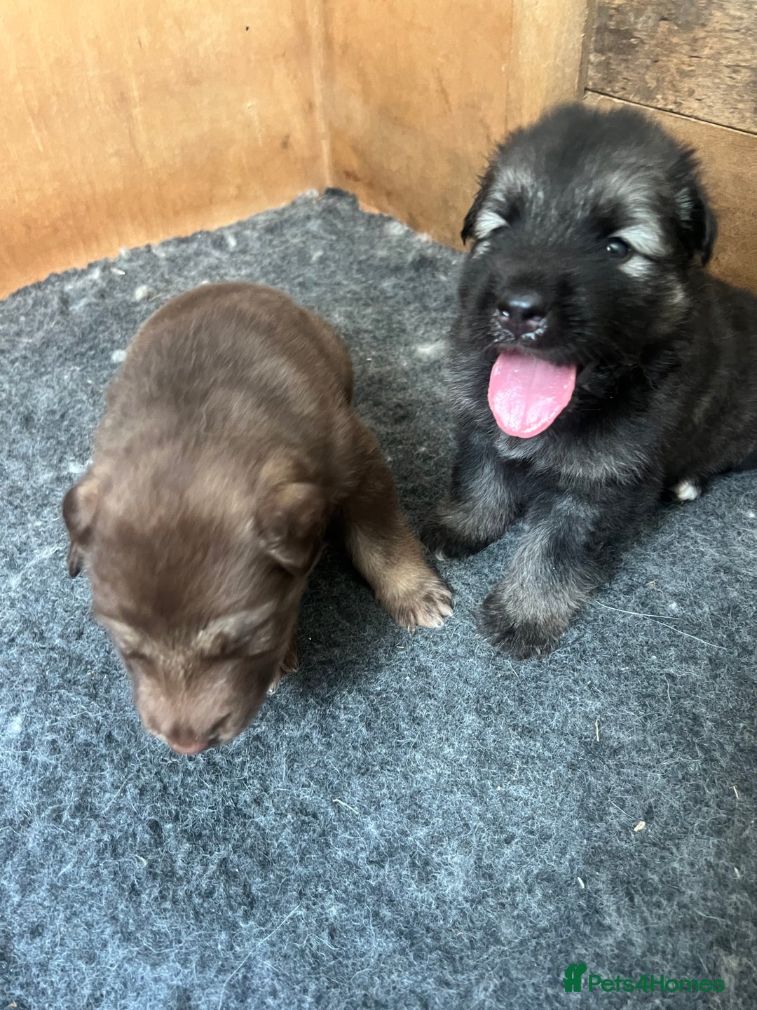 Mixed Breed dogs for sale: Alaskan Shepherd Puppies offers accepted  - Image 28
