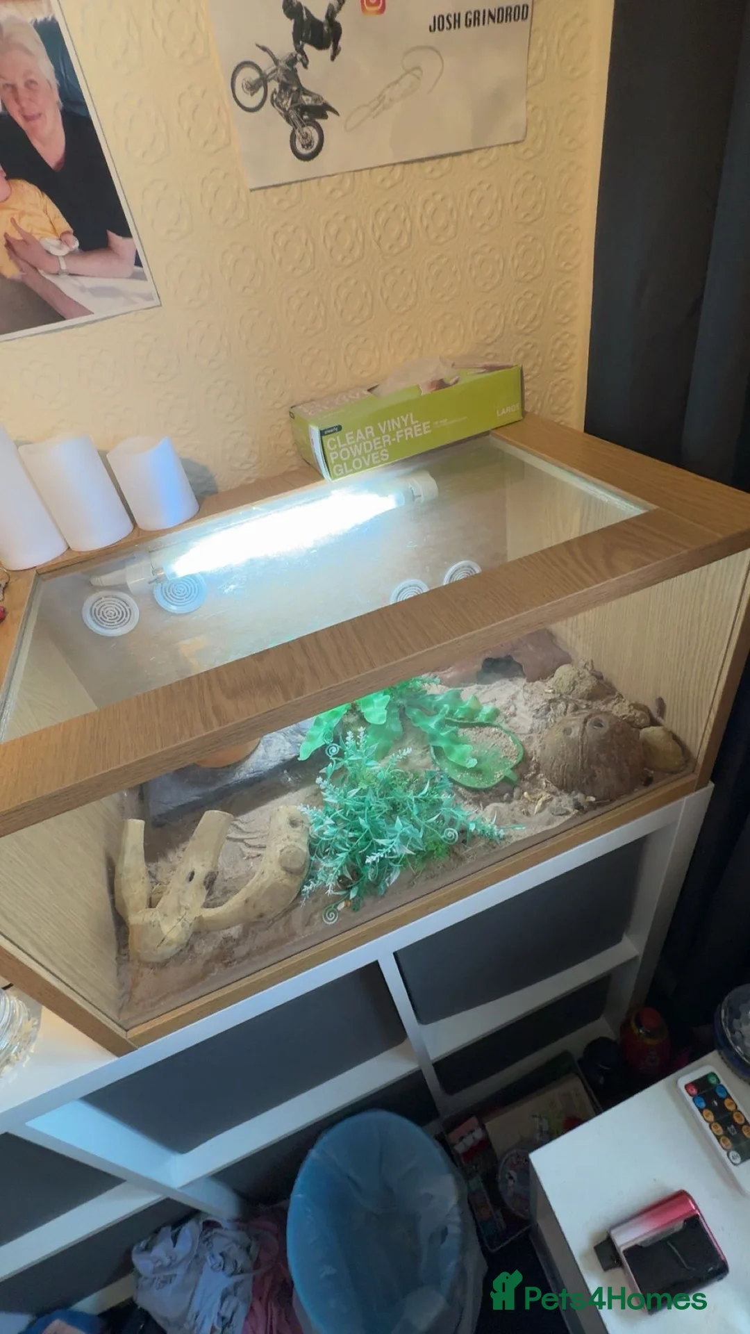 Leopard Gecko reptiles for sale: Leopard Gecko  - Advert 10