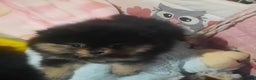 Pomeranian dogs for sale: 🐶 Sweet Black Pom Puppies, Ideal Family Friends - Advert 8