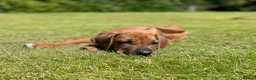 Rhodesian Ridgeback dogs for sale: Stunning Rhodesian Ridgeback Dog Puppy  - Advert 1