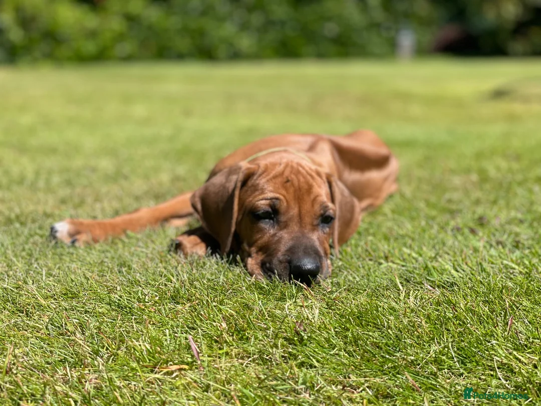 Rhodesian Ridgeback dogs for sale: Stunning Rhodesian Ridgeback Dog Puppy  - Advert 1
