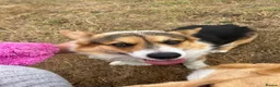 Welsh Corgi Pembroke dogs for stud:  Welsh Corgi Pembroke KC Registered — Stud Service in Newport - Advert 3