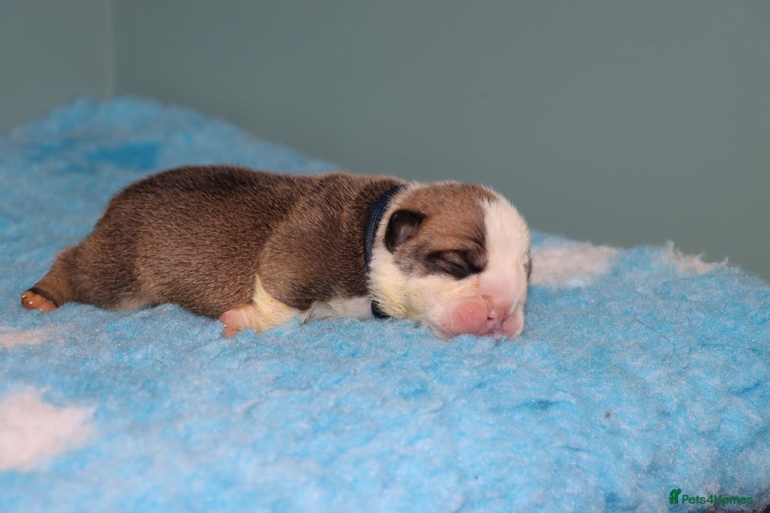 English Bulldog dogs for sale: English bulldog puppies  - Image 7