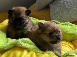 Pomeranian dogs Gorgeous Pomeranian Puppies, 1 Girl and 1 Boy - Advert 3