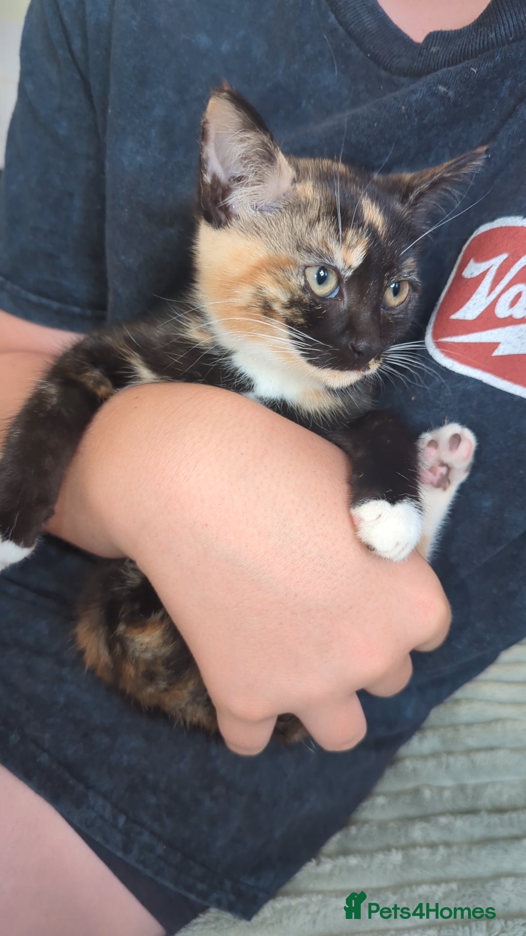 Mixed Breed cats Calico female kitten - Advert 20