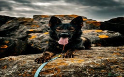 German Shepherd dogs for sale: Dark sable  - Image 1