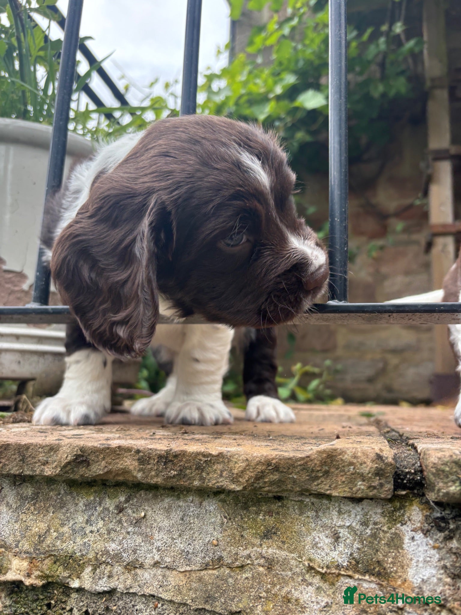 English Springer Spaniel dogs   Stunning Liver & White Springer Spaniel  Puppies - Advert 7