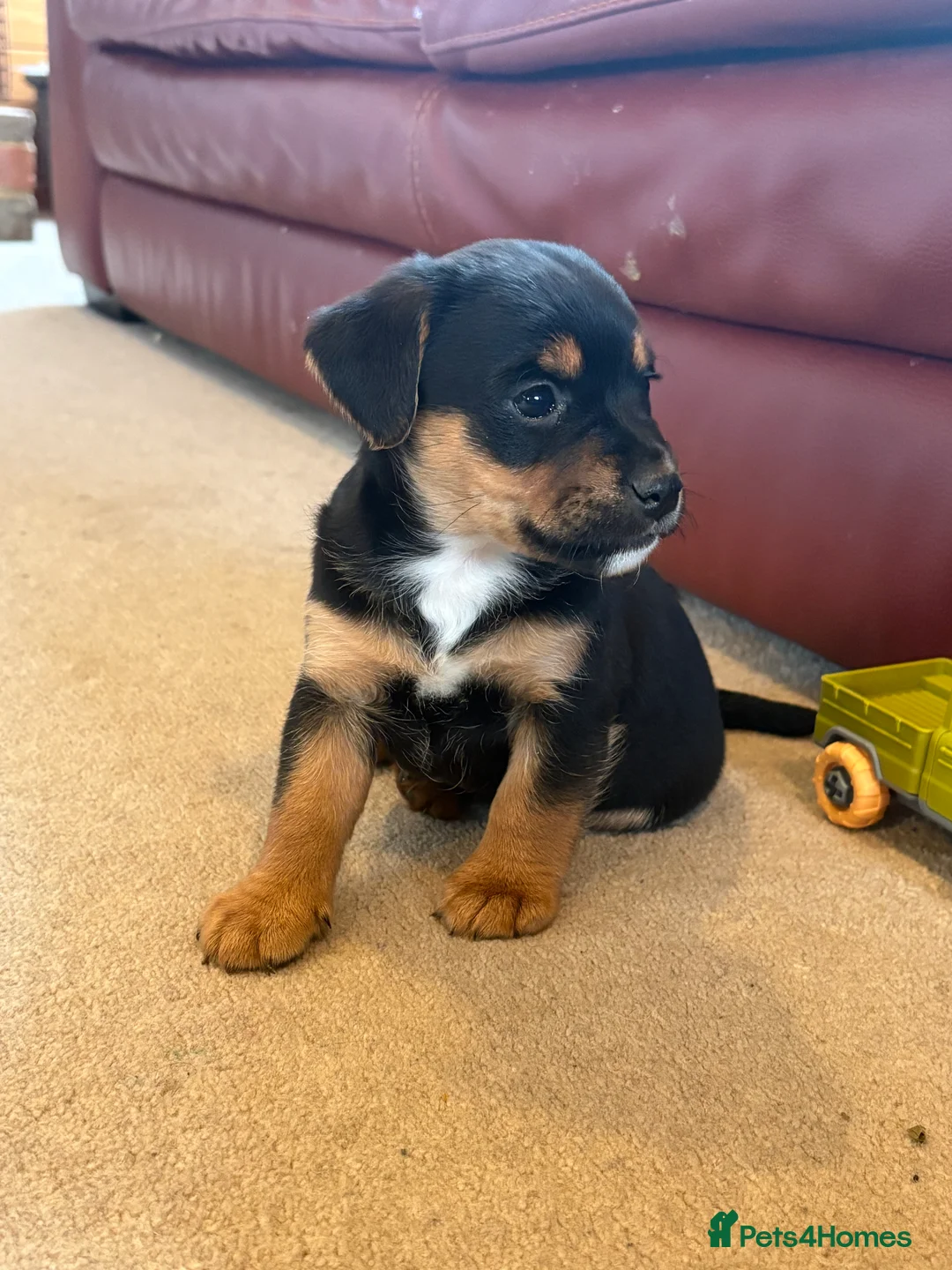 Jack Russell dogs for sale: Gorgeous Jack Russell puppies  - Advert 4