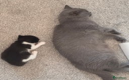 Mixed Breed cats for sale: 🐾 Half British Shorthair Kittens Available! 🐾 - Image 17