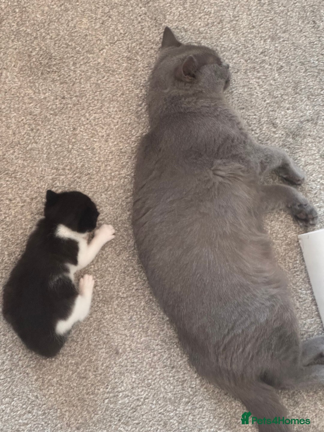 Mixed Breed cats for sale: 🐾 Half British Shorthair Kittens Available! 🐾 - Image 17